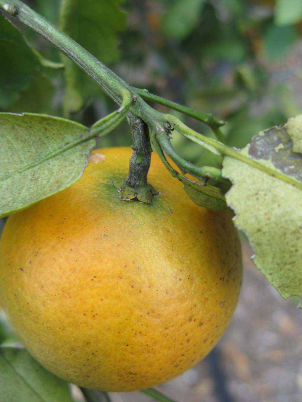              Fruit (Winter Haven, FL)       